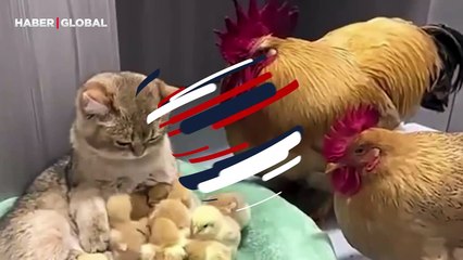 Kedi onun yavrularını sahiplenince, tavuk bakakaldı! Ardından böyle patakladı...