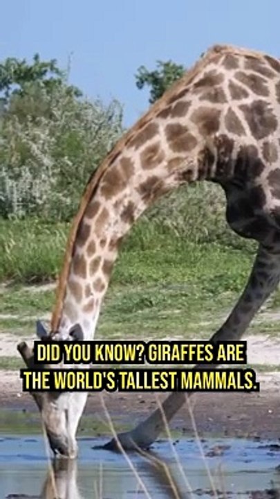 Did you know? Giraffe