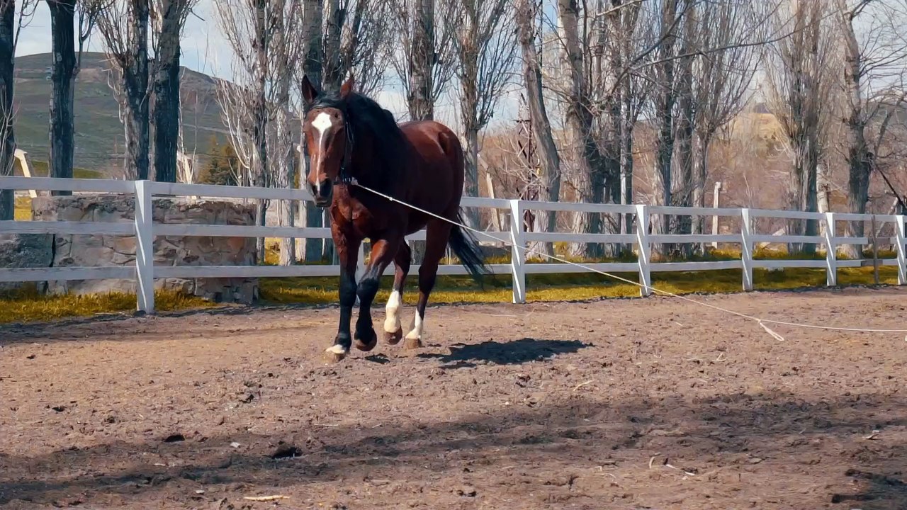 Horse