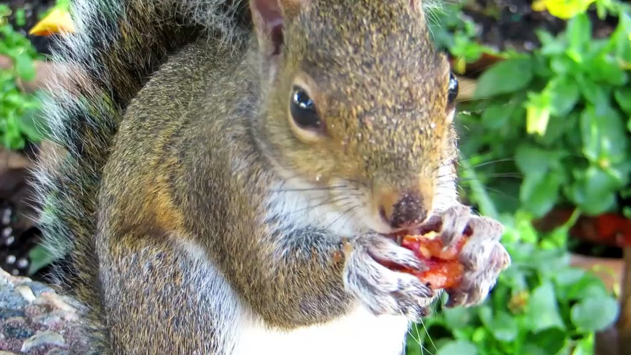 Squirrel