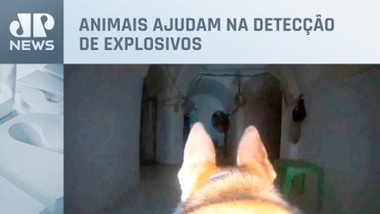 Cão soldado desbrava túneis do Hamas em Gaza