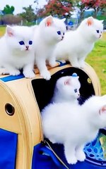 Handsome little White cat with blue eyes.