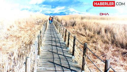 Kuraklık Nedeniyle Kamış Hasadı Yapılamıyor, İhracat Düşüyor