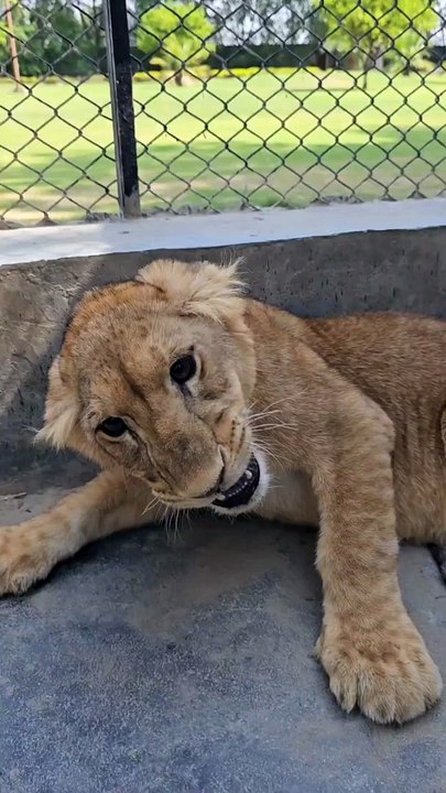 Dangerous Lion in Aggressive Mood -