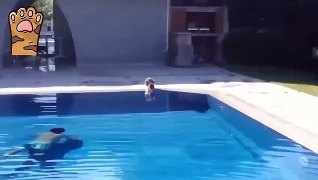 Funny animals - Funny cats/dogs - Funny animal videos - Petty Thank you for watching our videos! We want to bring you joy and entertainment via the funniest cats, dogs, and funniest Animals 2023 videos. If you want to support us, make sure to SUBSCRIBE