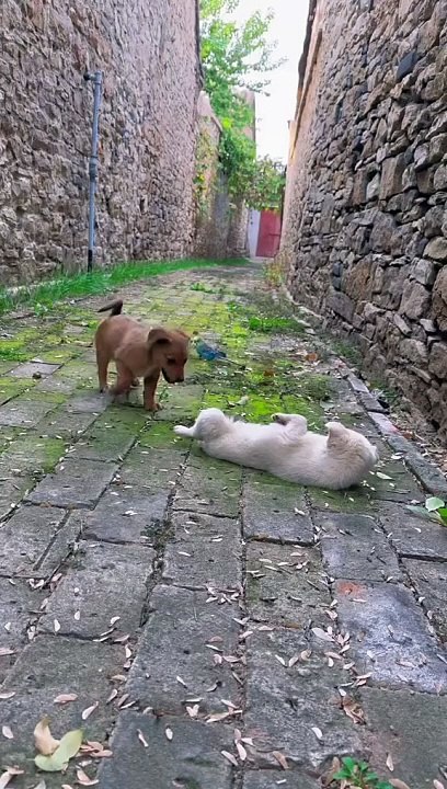 A mischievous dog♥️
