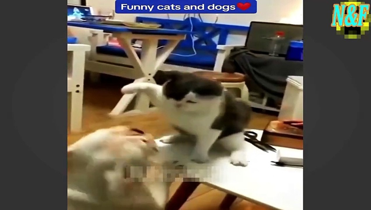 Funniest Cats VS Dogs Videos 7