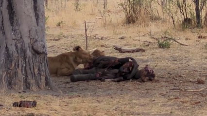 It's Time to Open Up About lioness with her cubs eating the hunted food