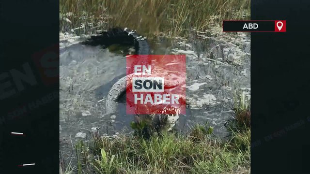 Florida'da 3 metrelik timsah ile pitonun ölüm kalım savaşı