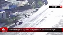 Sinop'ta başıboş köpekler ATV'ye saldırdı: Sürücü kaza yaptı