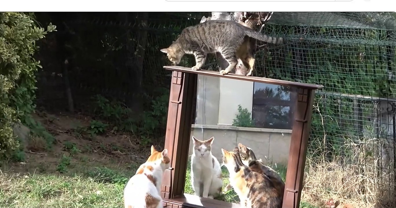 fanny Cats, fannyvideos, Cats and mirrors