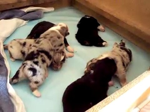 Chiots Berger Australien à 15 jours