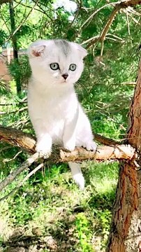 kittens meowing,baby kittens meowing,mother cat with kittens.