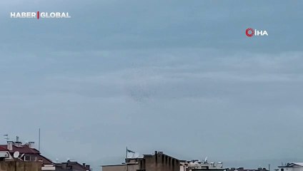 Sığırcık kuşlarının dansı hayranlık uyandırdı!