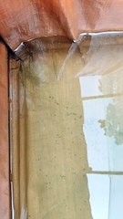 Alhamdulillah  LARVA LELE menetas dengan sempurna, semoga kalian cepat bisa juga