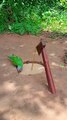 Amazing Quick Unique DIY Parrot Trapping Technique Using Cardboard Box and Axe  #ytshorts #shorts