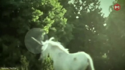 12 Makhluk Mitos Yang Ternyata ada Di Kehidupan Nyata