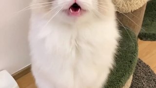 5 different cat noises and what they mean _Cat fails