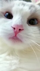 Cat Meowing  -- Cat Voice -- Cute Cat Voice Short  Video #shorts #cat #catlover