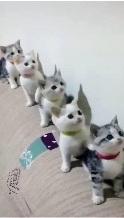 Cats Doing Cat Things (3)