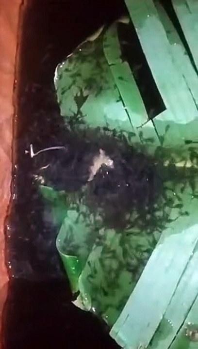 Pergantian pakan dari cacing sutera ke pelet sebaiknya dibikin pasta