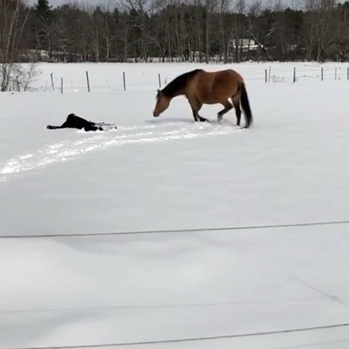 Alors que Sandy faisait un ange dans la neige, son cheval a décidé de l’imiter !