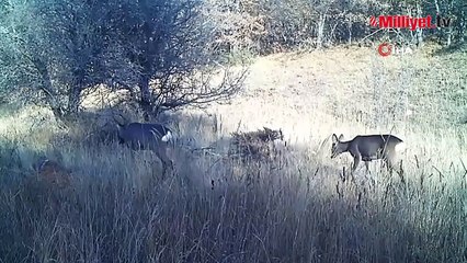 'Ormanın hayaleti' fotokapana takıldı