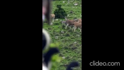 Absolutely Perfect Archery Shot!