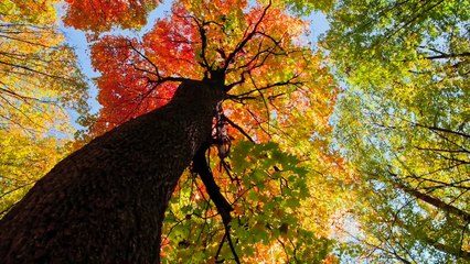 Beautiful Piano Music - Relaxing Music_ Study Music_ Stress Relief_ Sleep Music (Lucy)