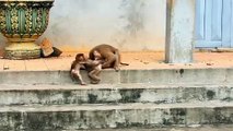 Mother Monkeys Is Looking Rockstar and Saro Fighting With Adult Monkeys (720p_25fps_H264-192kbit_AAC)