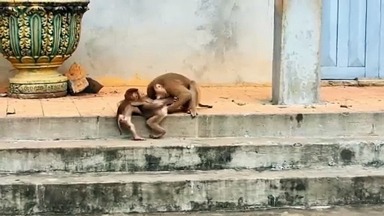 Mother Monkeys Is Looking Rockstar and Saro Fighting With Adult Monkeys (720p_25fps_H264-192kbit_AAC)