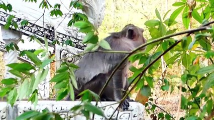 Mother monkey labor of her newborn baby, baby look so cute re upload video (720p_25fps_H264-192kbit_AAC)