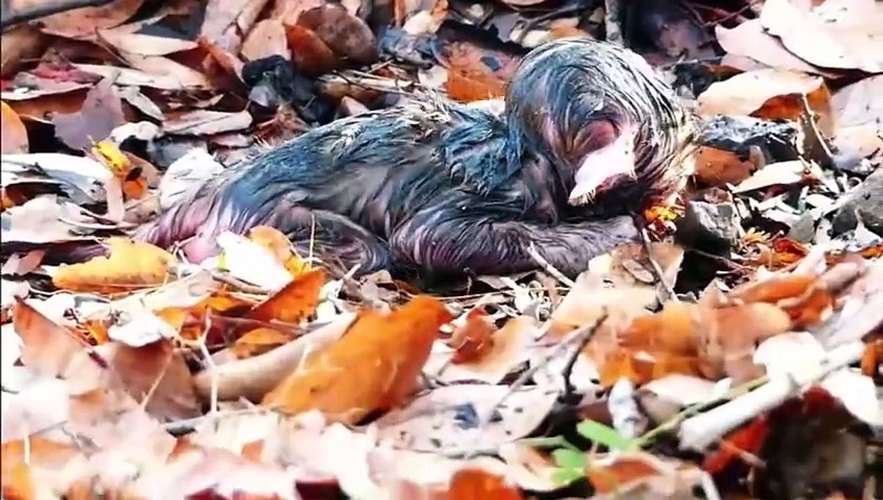 Mother monkey laboring her newborn baby at daytime, mother not recognizing baby, heartbreaking (720p_25fps_H264-192kbit_AAC)