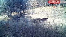 Kırıkkale'de yaban hayvanları fotokapana yakalandı