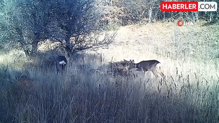 Kırıkkale'de yaban hayvanları fotokapana yakalandı