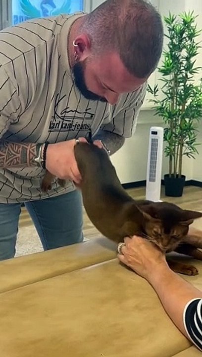 cat chiropractic