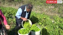 Nilüfer Belediyesi, Kentin Toprak Analizlerini Yaparak Çiftçilere Yol Gösteriyor