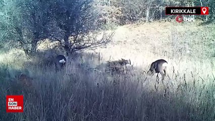 Kırıkkale’de ‘Ormanın hayaleti’ fotokapana takıldı