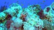 Abenteuer Korallenriff – Die Unterwasserwelt Ägyptens