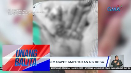 Lalaki, sugatan matapos maputukan ng boga | UB