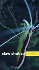 The Turritopsis dohrnii, or "immortal jellyfish,