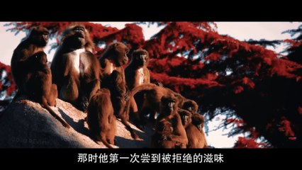 Tây Du Ký ABC - Khi Con Trai Tôn Ngộ Không Hạ Phàm, Sang Mỹ Thỉnh Chân Kinh Của Phật Tổ