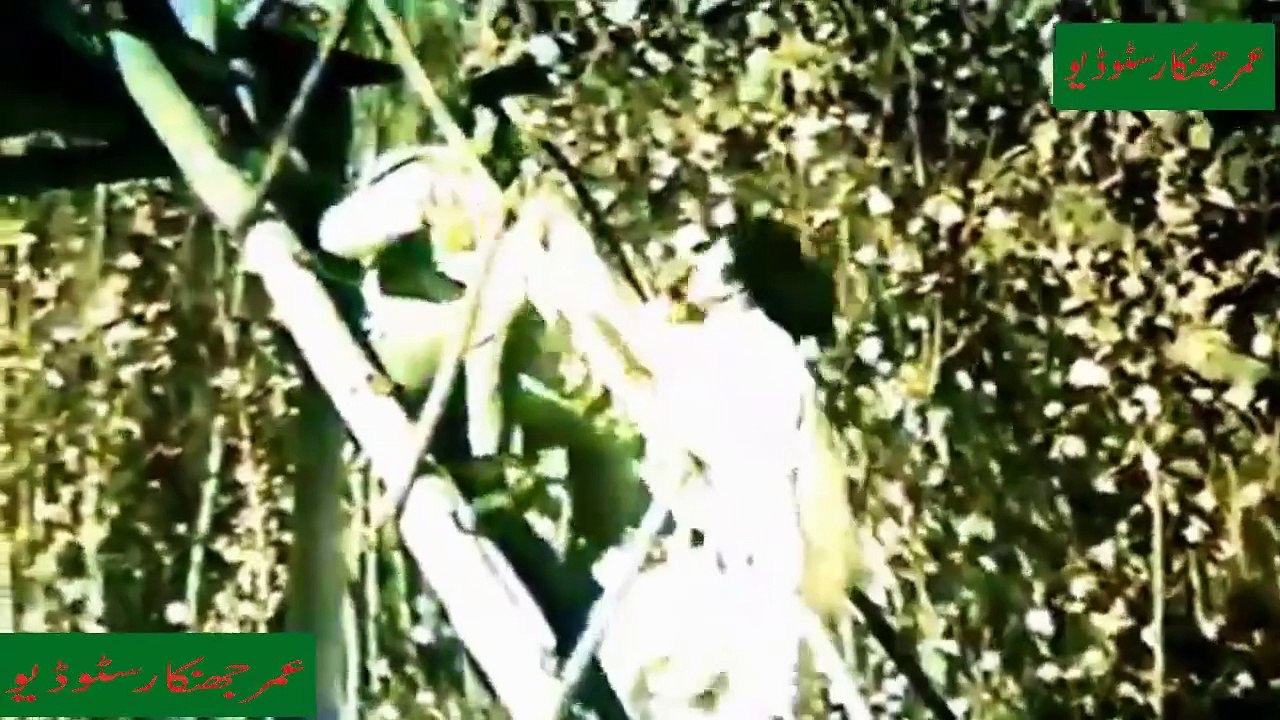 Guzre Na Shaam Akeli Ho (Ahmad Rushdi,Mala,Film,Dil Mera Dharkan Teri) With Maria Gold Jhankar