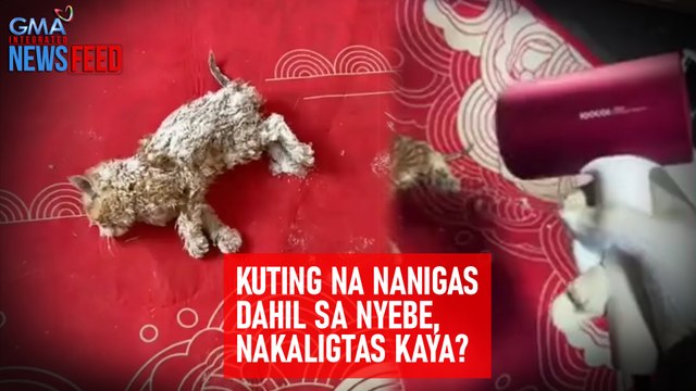Kuting na nanigas dahil sa nyebe, nakaligtas kaya? | GMA Integrated Newsfeed