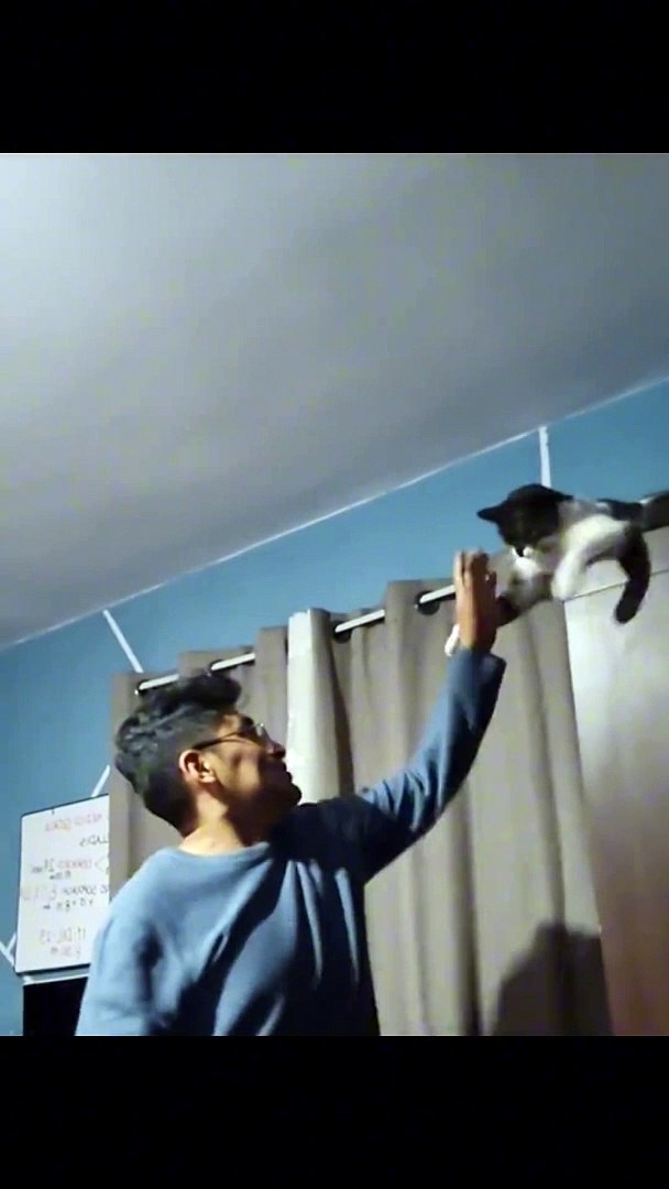 Cat Face_Off, Funny Cats Video, Cats Videos