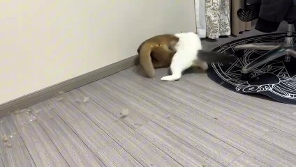 FURIOUS CATS BATTLE, Cats video,