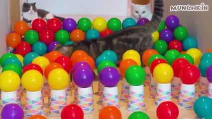 What Can't Cats Walk On_