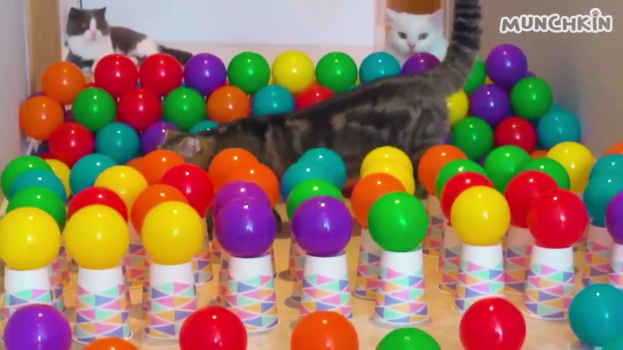 What Can't Cats Walk On_
