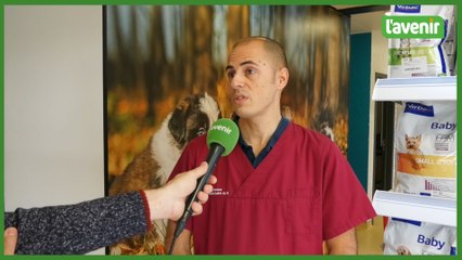 Feux d'articice : réelles nuisances pour les animaux