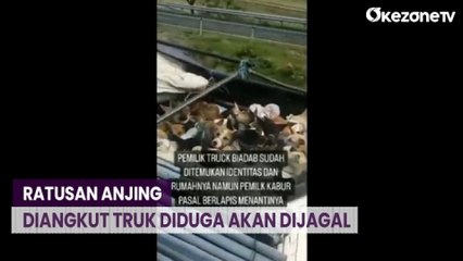 Ratusan Anjing Diangkut Truk Diduga Akan Dibawa ke Rumah Pemotongan Hewan